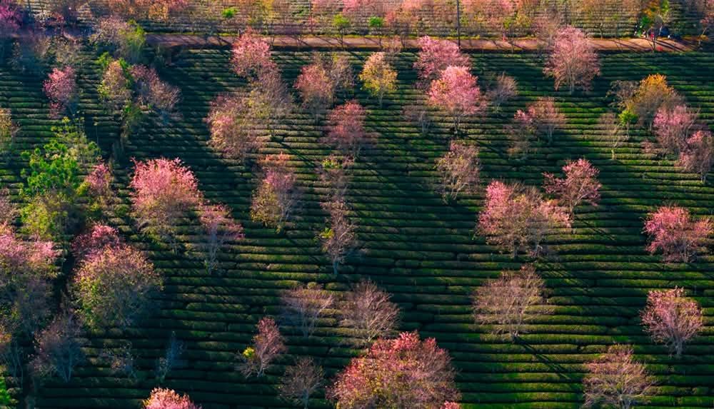 Khởi Sắc Trà 2026 Lương Tri Làm Nghề