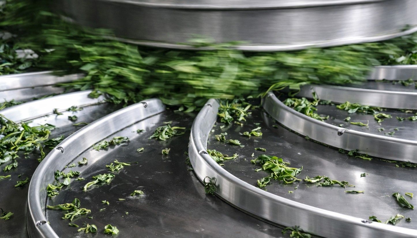 ChÈ ViỆt CĂn BỆnh TrĂm NĂm